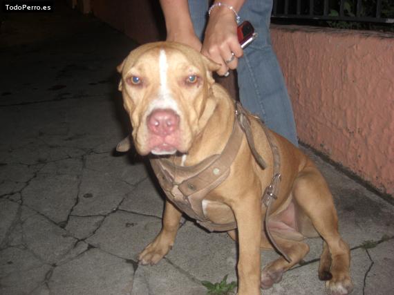 Foto del perro Circa