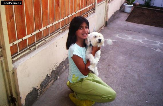 Foto del perro Hobul