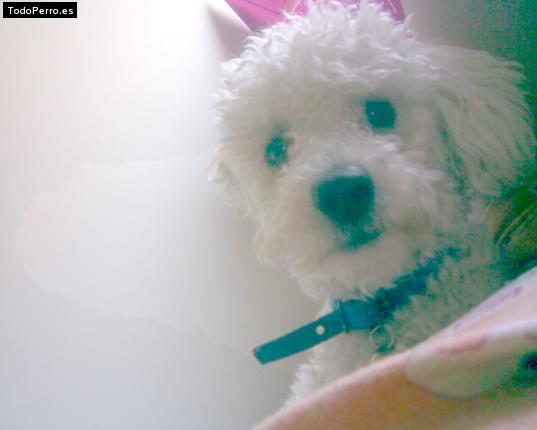 Foto del perro Stich