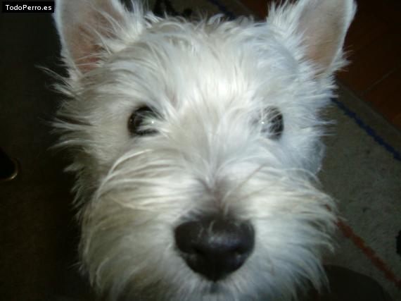 Foto del perro Teo