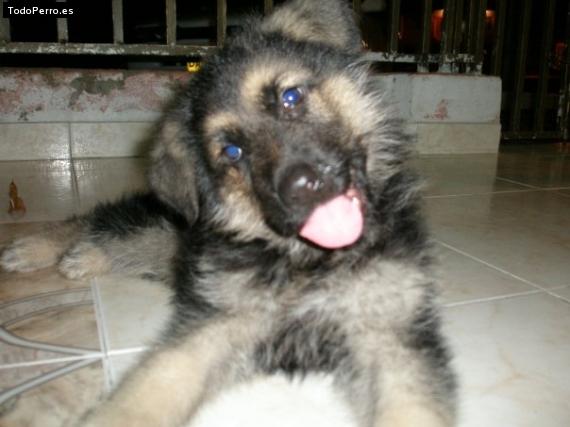 Foto del perro Combi