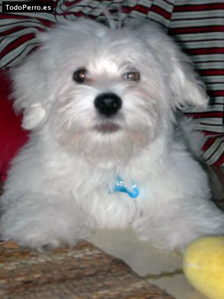 Foto del perro Costello