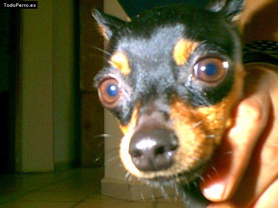 Foto del perro Roger