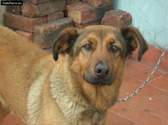 Foto del perro Chann