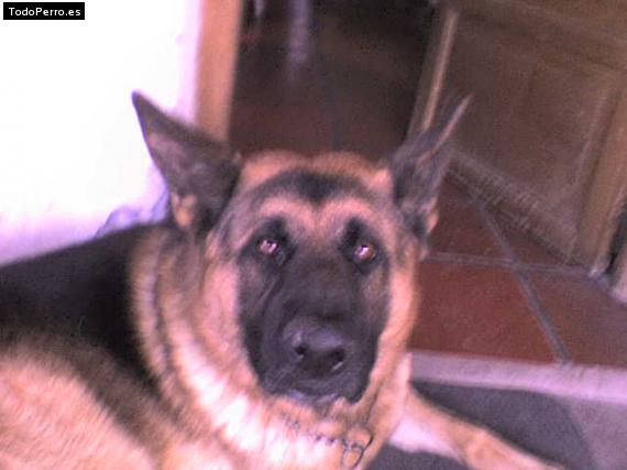 Foto del perro Slash