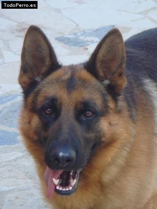 Foto del perro Enzo