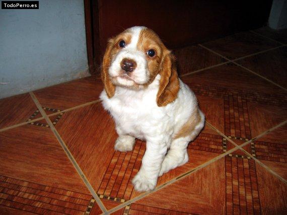 Foto del perro Tita