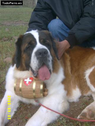 Foto del perro Sofy
