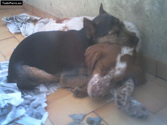 Foto del perro Corko y bart