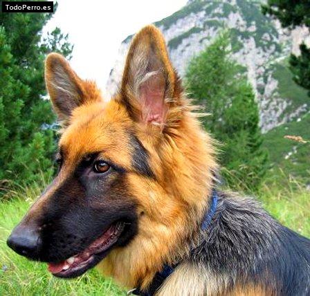 Foto del perro Enzo