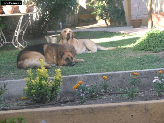 Foto del perro Emilio