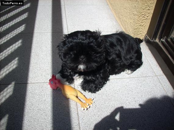 Foto del perro Piaf