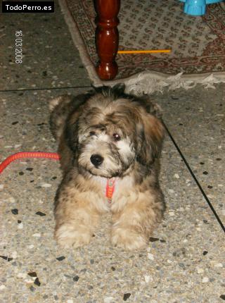 Foto del perro Princesa