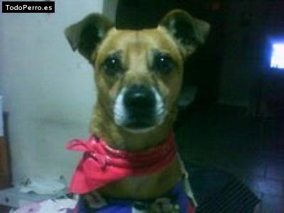 Foto del perro Tomy