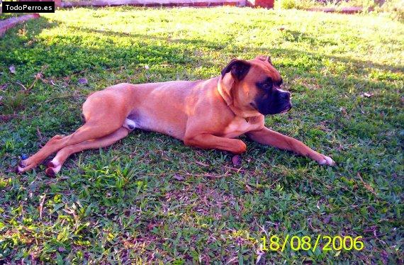 Foto del perro Bunker