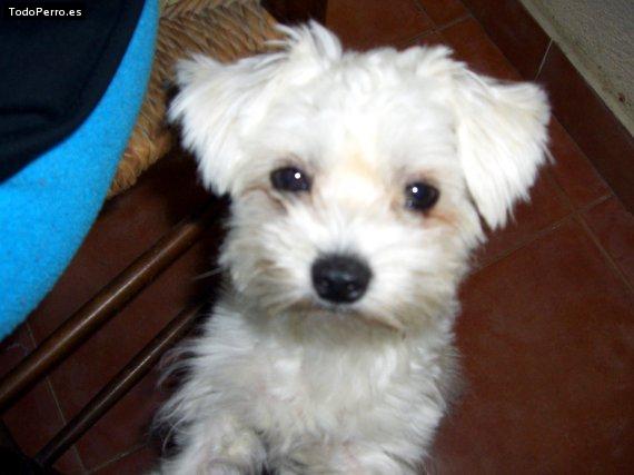Foto del perro Cuki