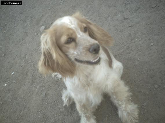 Foto del perro Clara