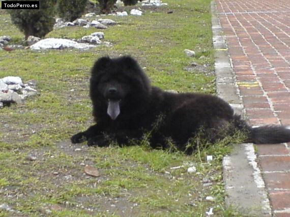 Foto del perro Luna