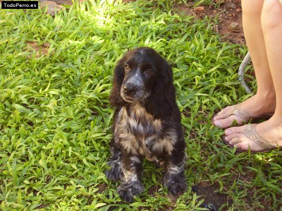 Foto del perro Benji