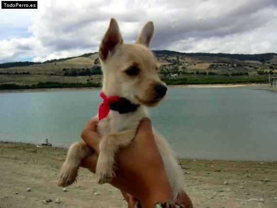 Foto del perro Toto