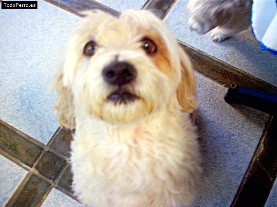 Foto del perro Brisa