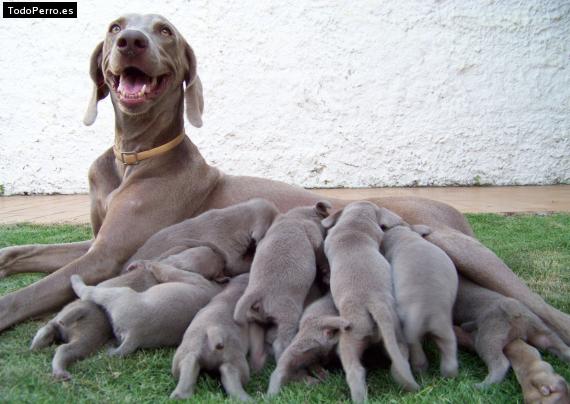 Foto del perro Maya armas