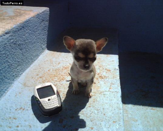 Foto del perro Chonita