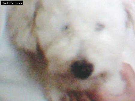 Foto del perro Tino