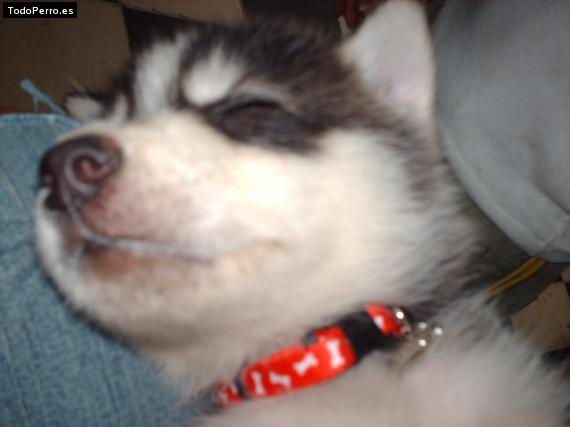 Foto del perro Sacha