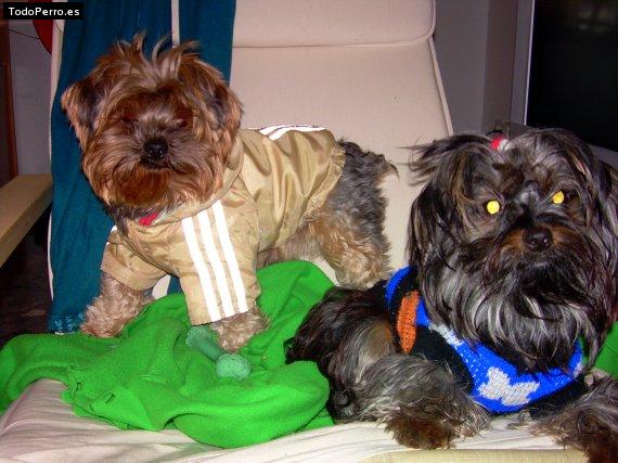 Foto del perro Romeo y lola