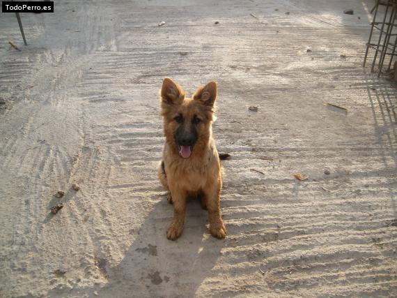 Foto del perro Jerry lee