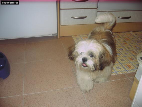 Foto del perro Rufus
