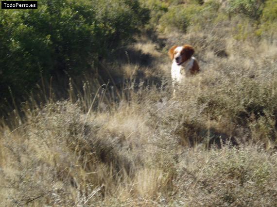 Foto del perro Nico