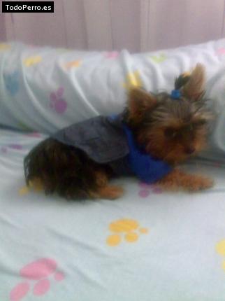 Foto del perro Ashly