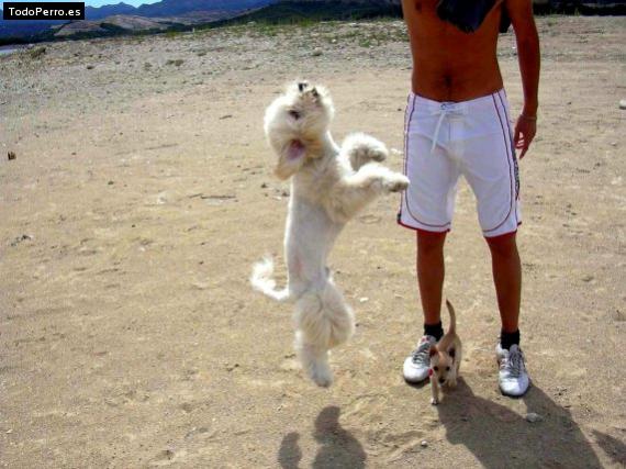 La foto del perro Bola Foto del perro Bola