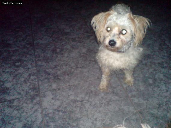 Foto del perro Chapis