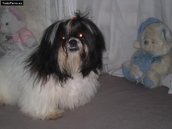 Foto del perro Rony