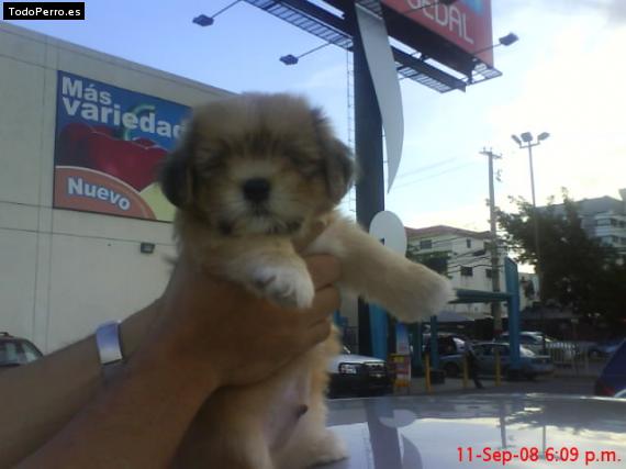 Foto del perro Snoopy