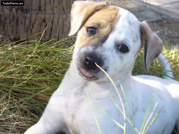 Foto del perro Pecas