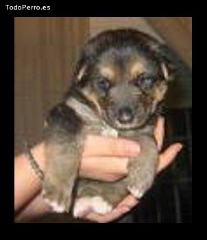 Foto del perro Chichita