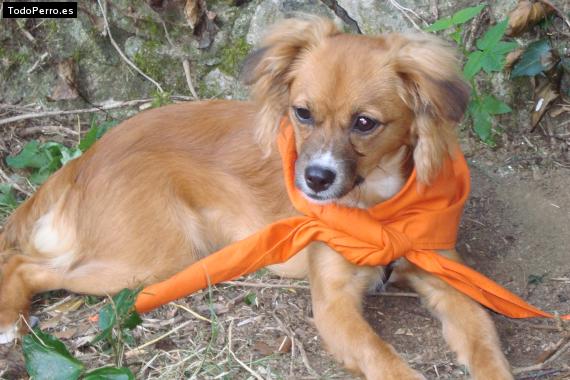 Foto del perro Sweety
