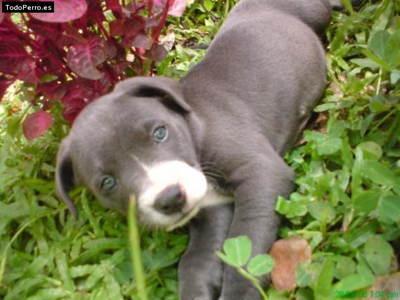 Foto del perro Shane