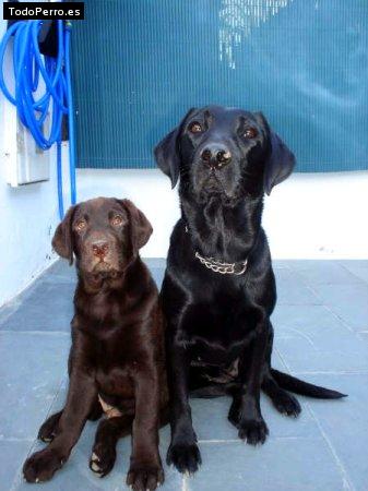 Foto del perro Nemon y luna