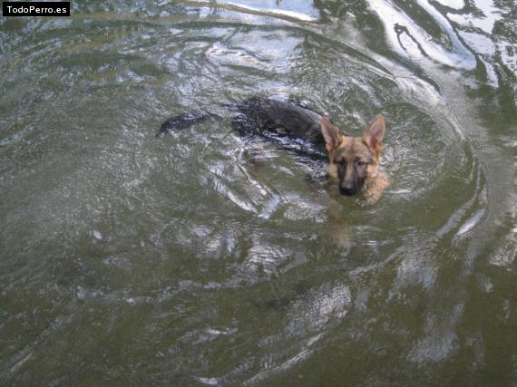 Foto del perro Tua