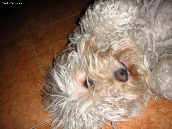 Foto del perro Topanga