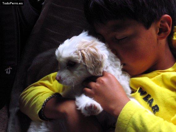 Foto del perro Candy