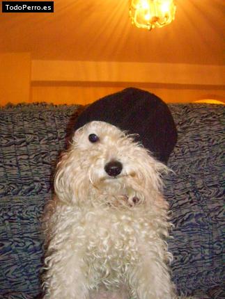 Foto del perro Soli