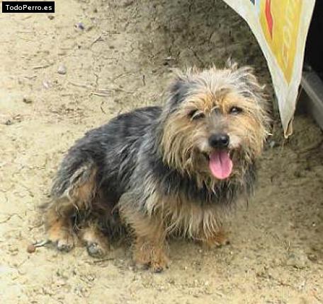 Foto del perro Trueno