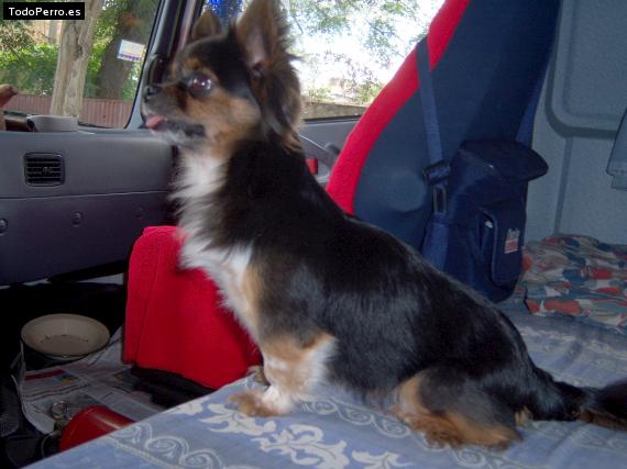 Foto del perro Sofi