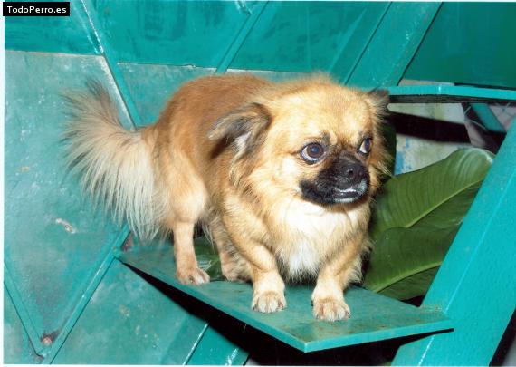 Foto del perro Tomy